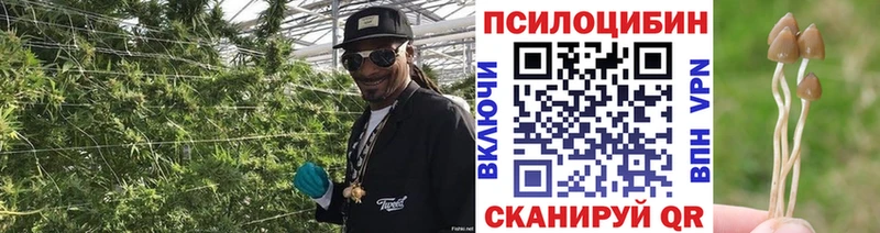 Купить  Боровичи  Галлюциногенные грибы Psilocybe 